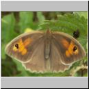 Maniola jurtina - Grosses Ochsenauge 22.jpg